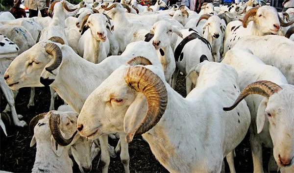 La prolifération des marchés "sauvages" de vente de moutons relance le débat sur la concurrence déloyale