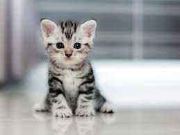 Le chat à l'honneur
