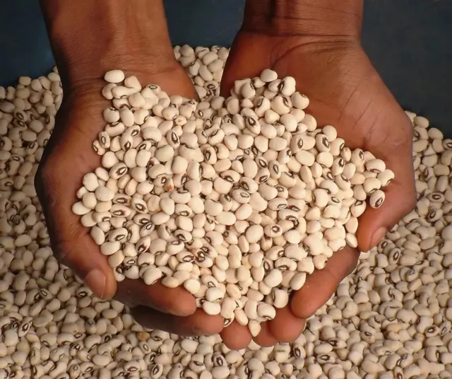 Le haricot, un pilier agricole à renforcer