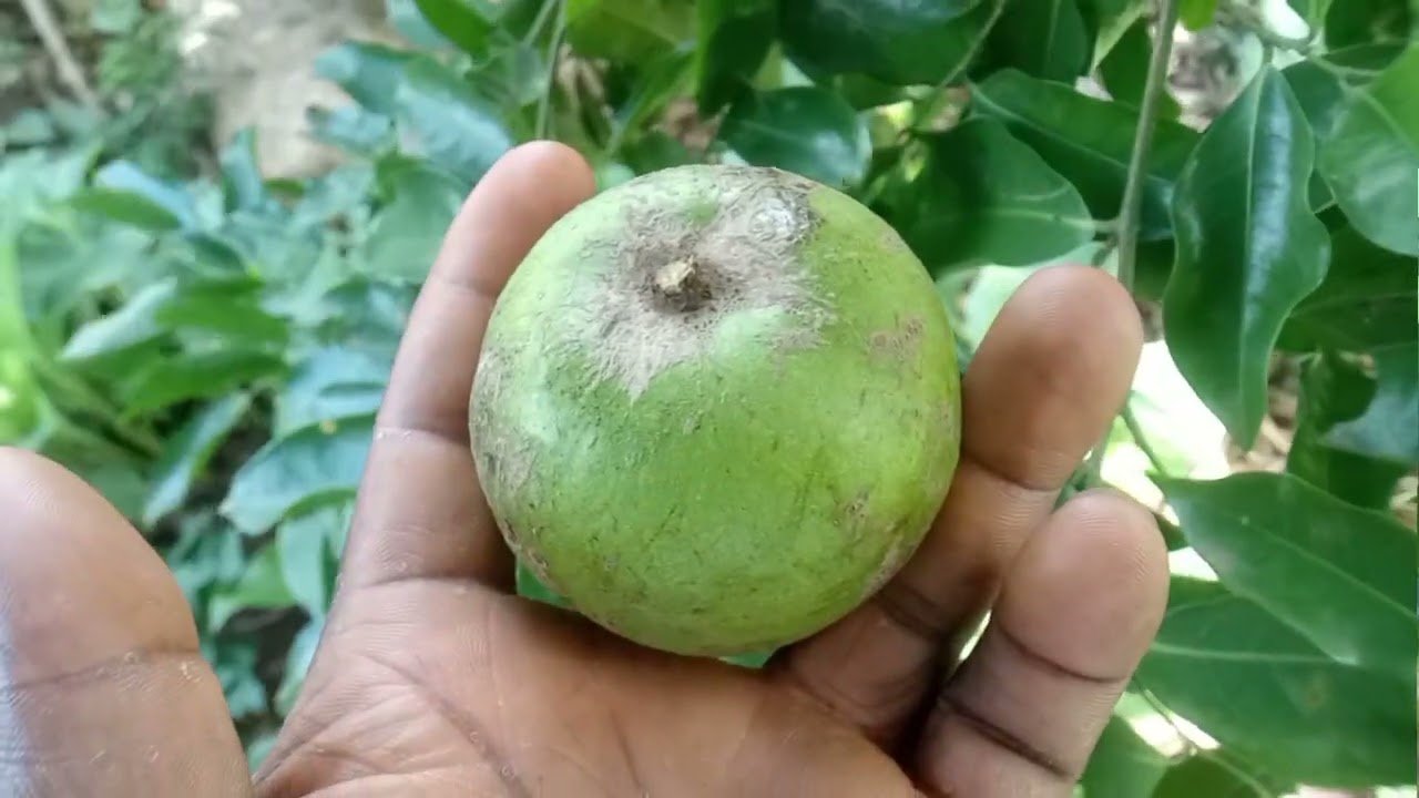 Le pommier sauvage du Bénin, un fruit oublié mais plein de potentiel