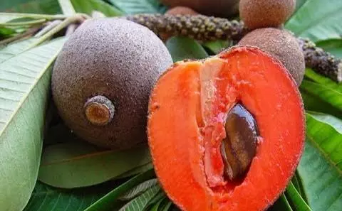 La sapotille, le fruit doux du Bénin