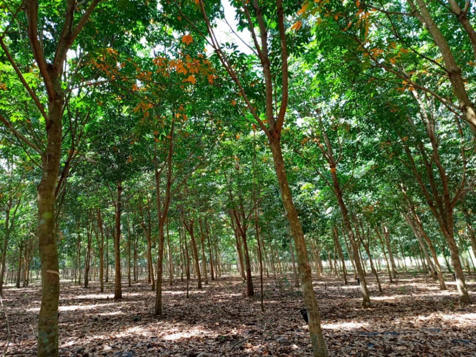 L’hévéa béninois en pleine expansion