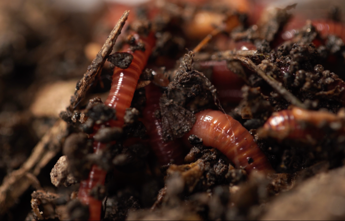 Les vers de terre, héros invisibles de la planète