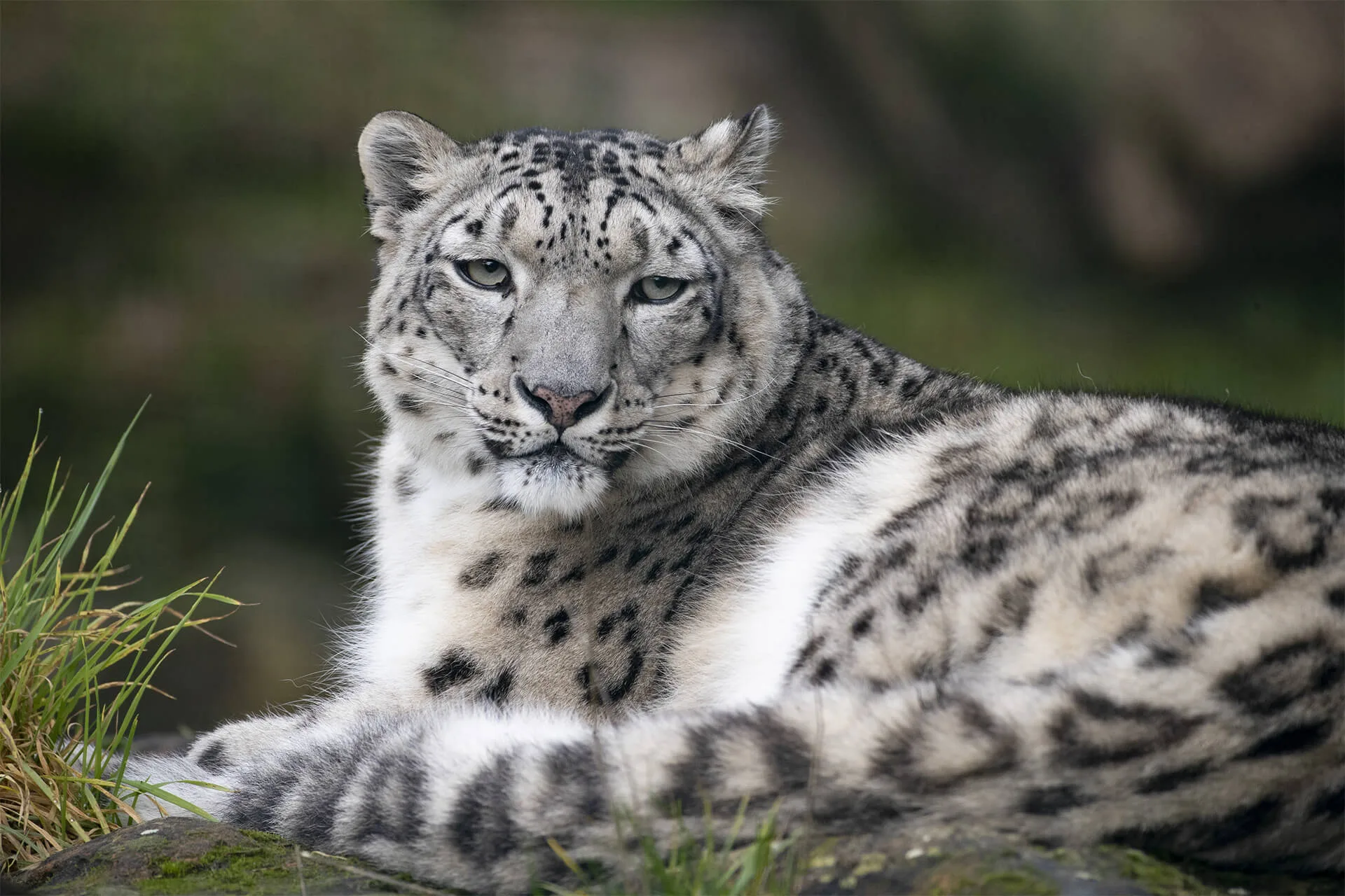 Sauver le fantôme des montagnes