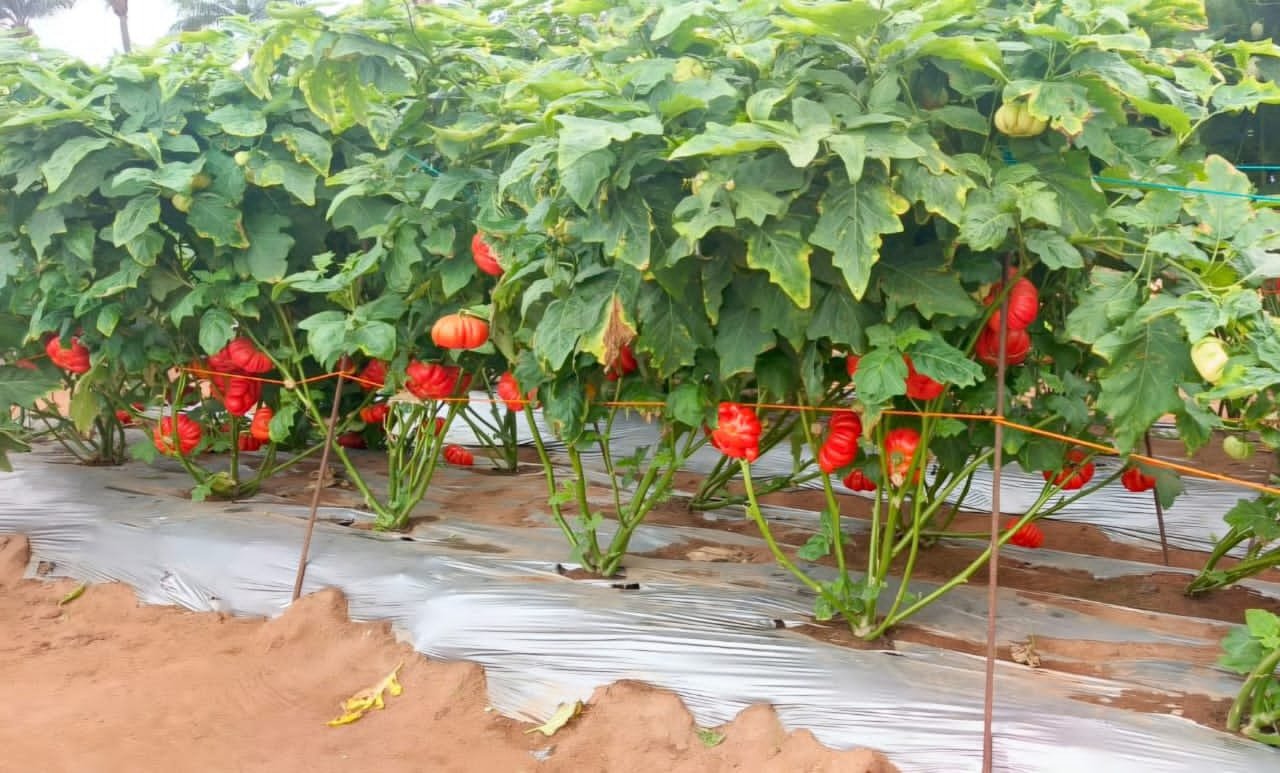 Le Bénin en tête du podium africain !