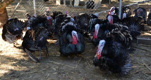 Le dindon cherche sa place