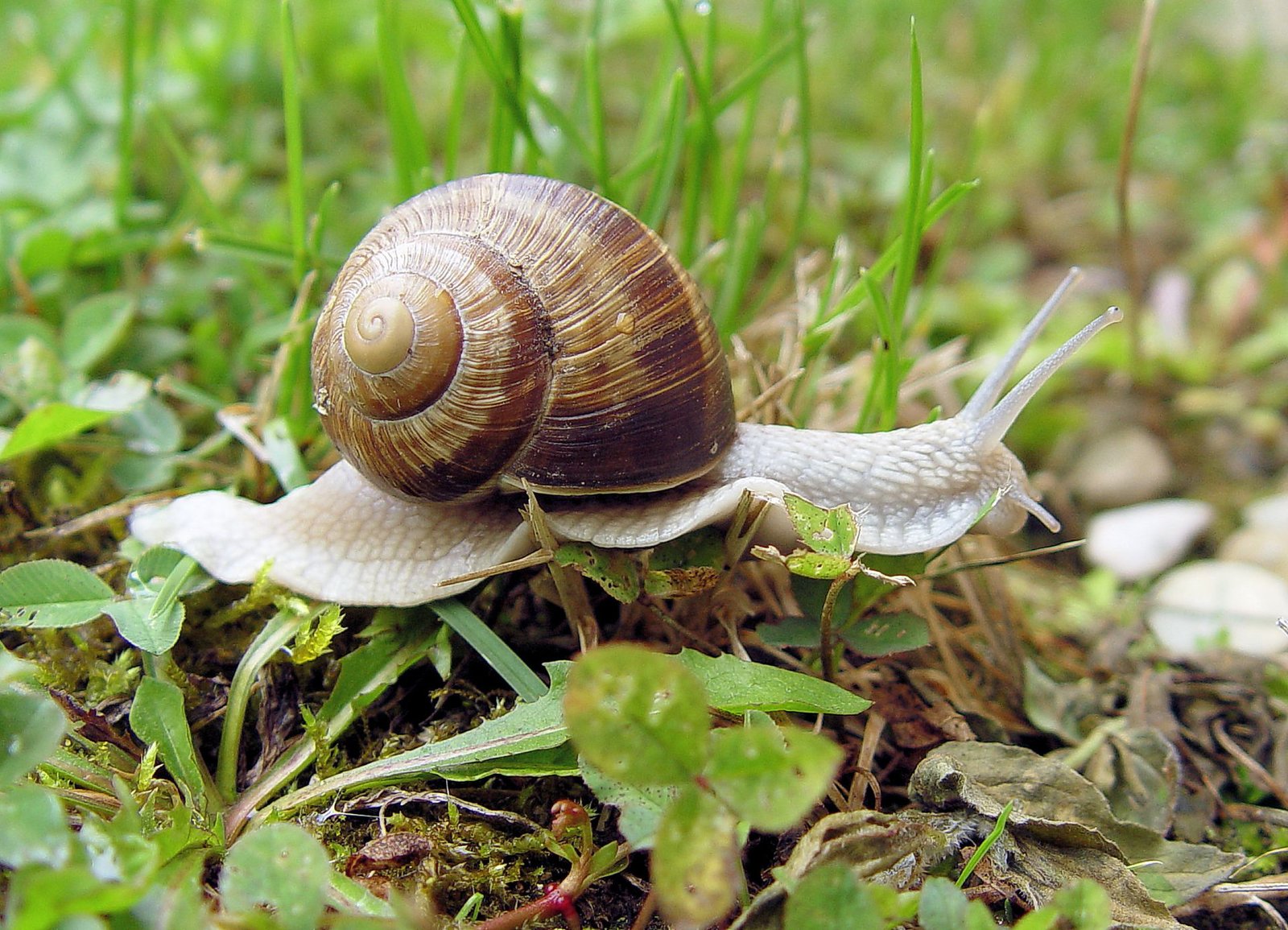 Escargots, or des champs