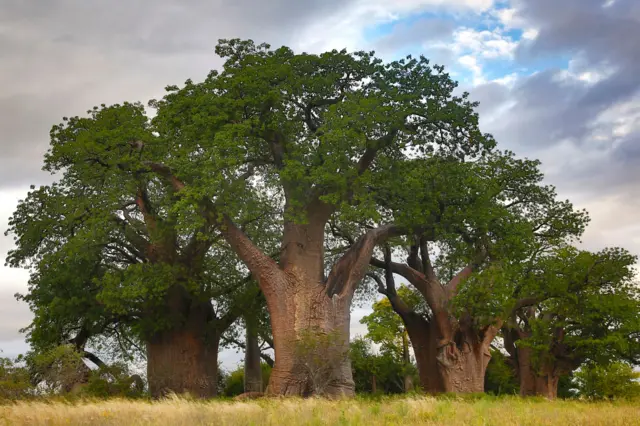 Le baobab, trésor vert du Bénin