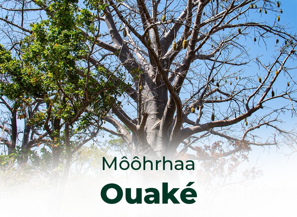 La cité des baobabs et berceau du Kamou