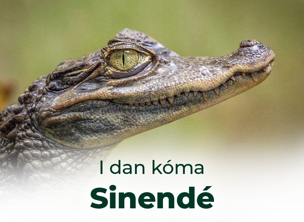 Bona Kona et ses caïmans sacrés : un patrimoine naturel et culturel à préserver