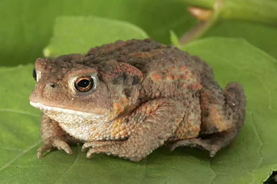 Le rôle crucial des crapauds dans l’équilibre de la nature